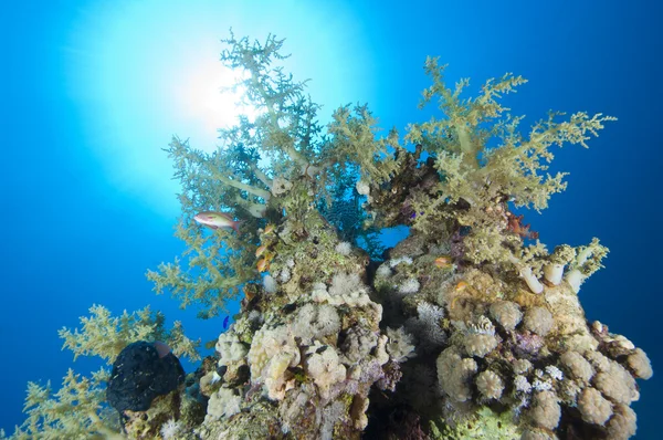 Arrecife de coral tropical en el sol — Foto de Stock