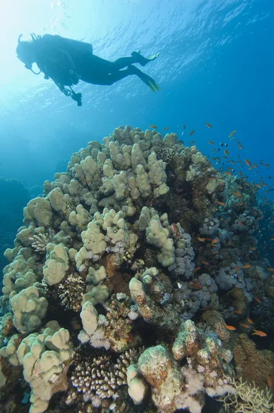 Buceador explorando un arrecife de coral tropical — Foto de Stock