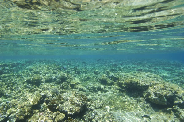 Horní části tropickým korálovým útesem pod povrchem — Stock fotografie