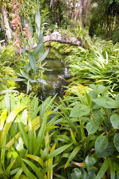 stock image Plants in a tropical glasshouse