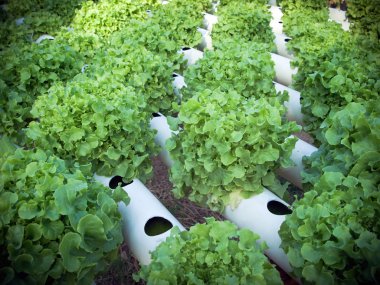 Field lettuce Do not use a soil clipart