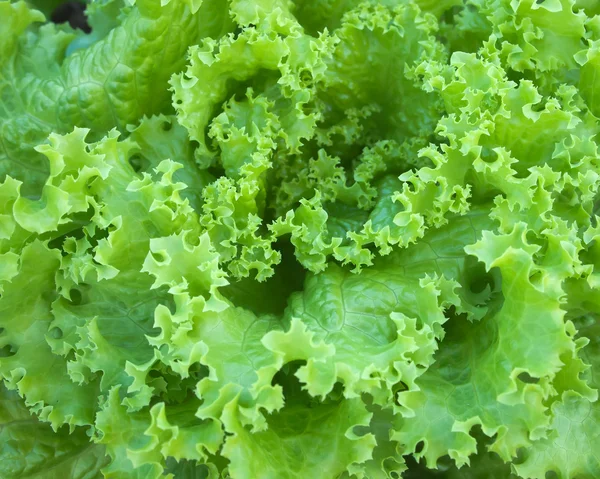 Details of green lettuce — Stock Photo, Image