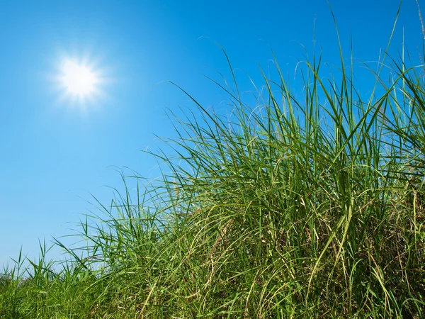 Zielona trawa, niebo i słońce — Zdjęcie stockowe