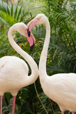 İki pembe flamingo.