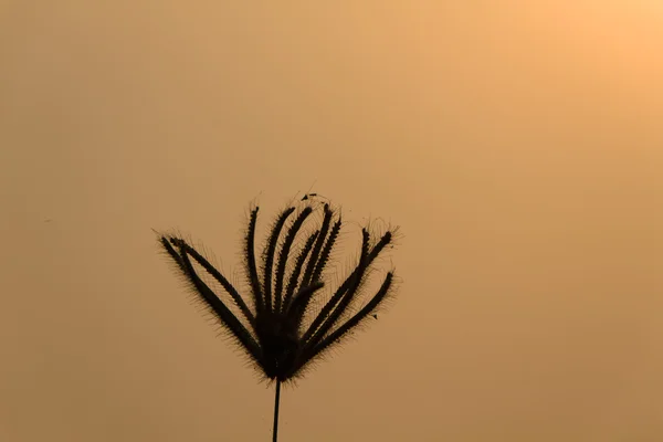 Silhouette of grass — Stock Photo, Image