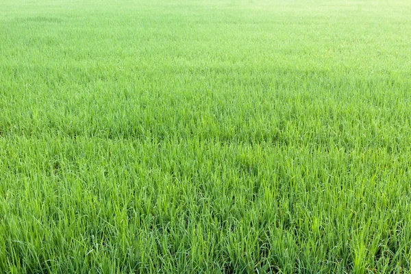Veld groene rijst — Stockfoto