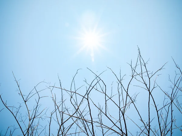 枯枝与太阳 — 图库照片