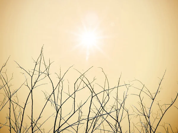 Сухі гілки з сонцем — стокове фото