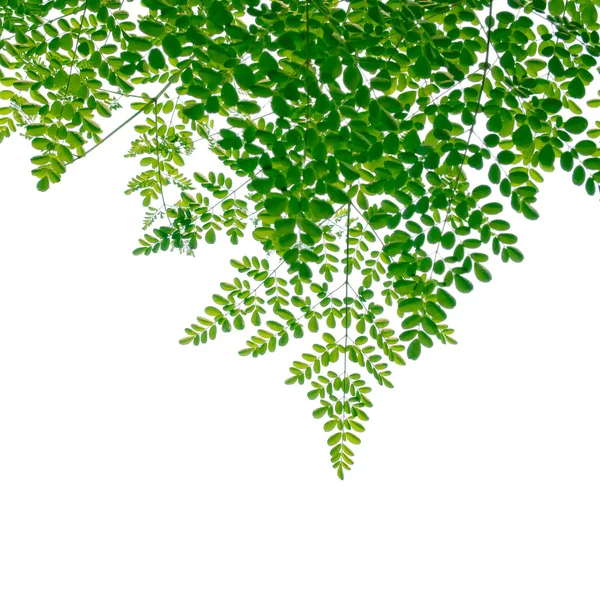 Warstwa zielonych liści na białym tle — Zdjęcie stockowe