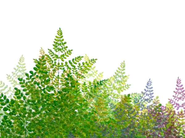Kolorowy liść na białym tle — Zdjęcie stockowe