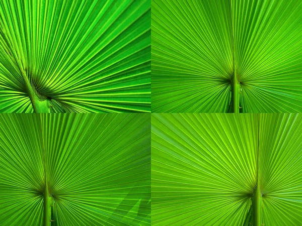 Rayon des feuilles de palmier — Photo