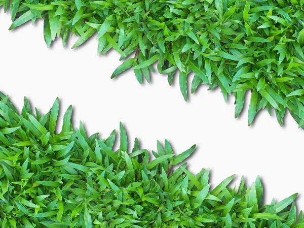 Grönt gräs isolerat på vitt — Stockfoto