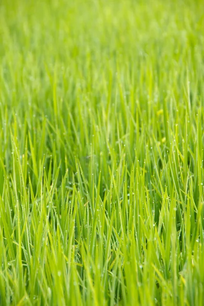 Dauw druppels op de bovenkant van het gras — Stockfoto