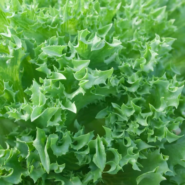 Rüschen Eisberg Hydroponik Gemüse — Stockfoto