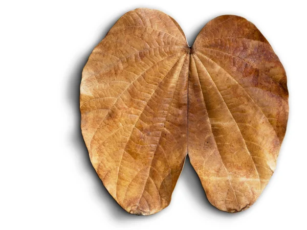 고립 된 마른 갈색 잎 — 스톡 사진
