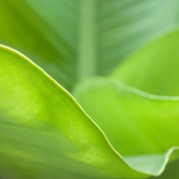 Folha verde abstrata — Fotografia de Stock
