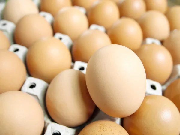De nombreux œufs bruns — Photo