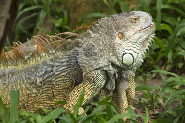 Iguana molting clipart