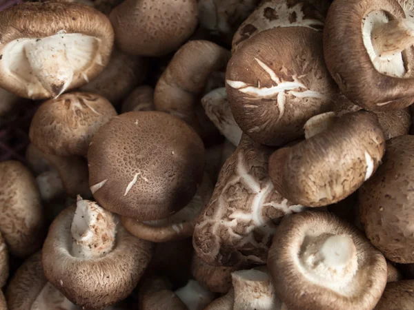 stock image Fresh mushrooms