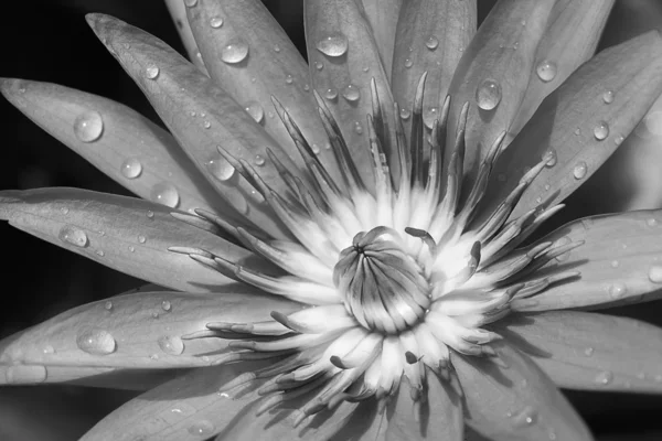 Černé a bílé Vodní lilie — Stock fotografie