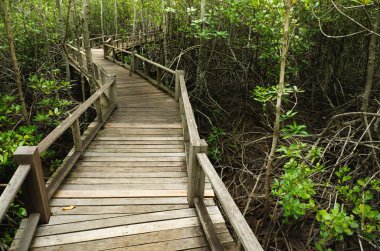 Wood Boardwalks mangrove forest clipart