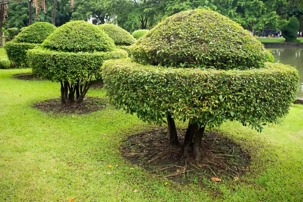 Обрізка дерева красива форма — стокове фото