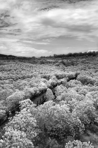 Floresta de mangue preto e branco — Fotografia de Stock