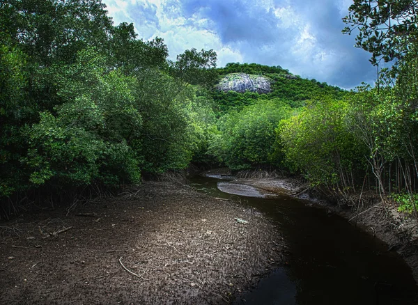 Řeka v mangrovových lesů — Stock fotografie