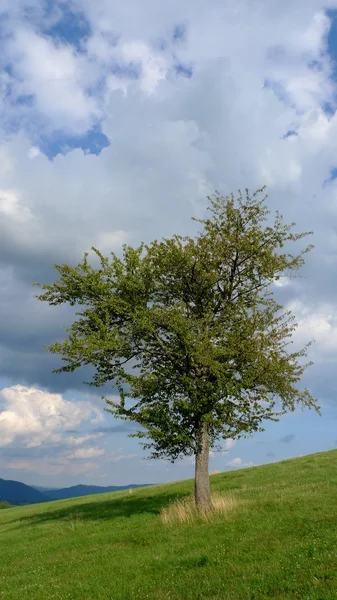 Дерево на лугу Стоковое Фото