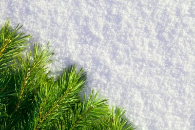 Winter forest background clipart