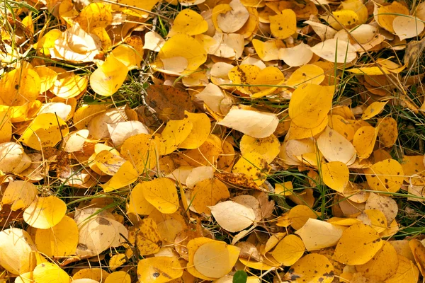 Detaljer för hösten — Stockfoto