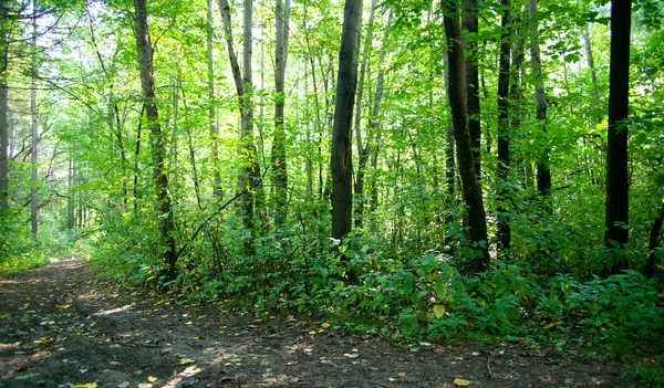 stock image Forest landscape