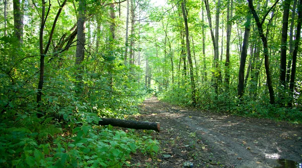 stock image Forest landscape