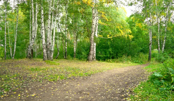 stock image Forest landscape