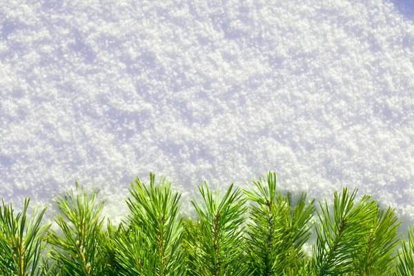 Winter forest background — Stock Photo, Image