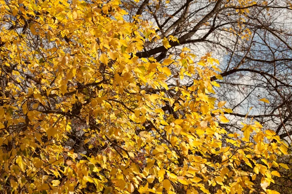 Autumn leaves — Stock Photo, Image
