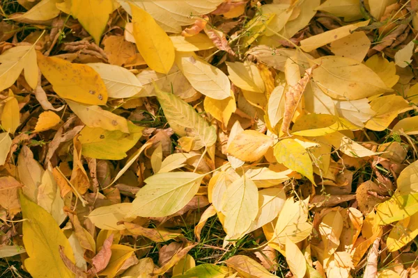 가을 잎 — 스톡 사진