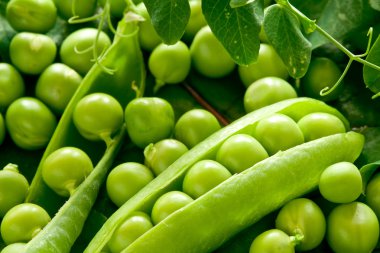 Green peas in the pod clipart