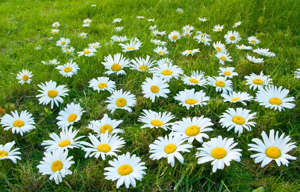 Large white daisies — Stock Photo, Image