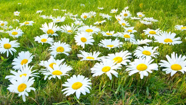 Large white daisies — Stock Photo, Image