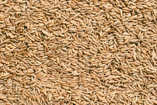 小麦をクローズ アップ — ストック写真