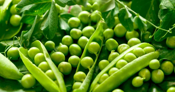 ポッドの緑のエンドウ豆 — ストック写真