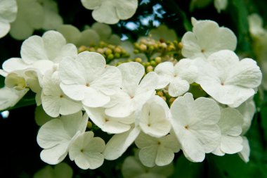 White flowers Viburnum clipart