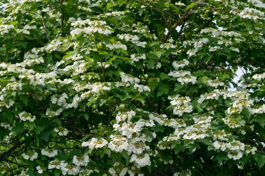 White flowers Viburnum clipart