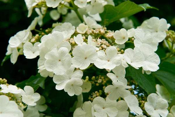 白い花ガマズミ属の木 — ストック写真