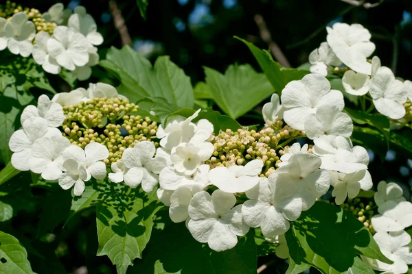 Viorne fleurs blanches — Photo