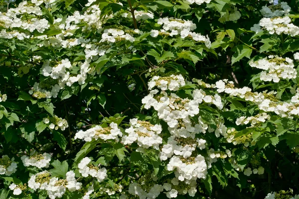 Bílé květy Kalina — Stock fotografie