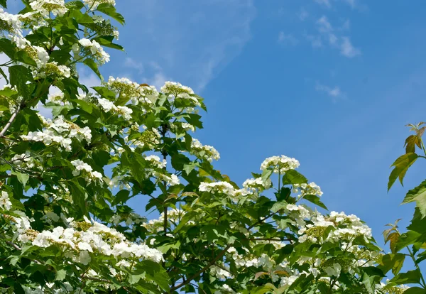 White flowers Viburnum — Stock Photo, Image