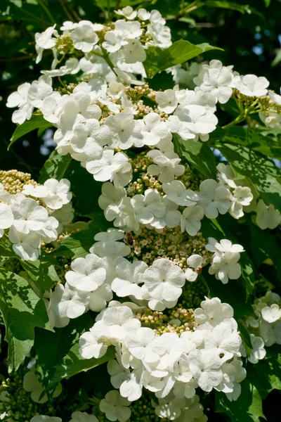 Viorne fleurs blanches — Photo