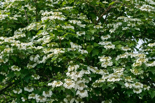 Witte bloemen planten van viburnum — Stockfoto